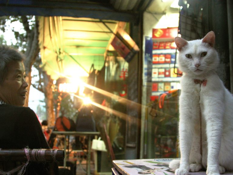 上海猫歩き、始まります。