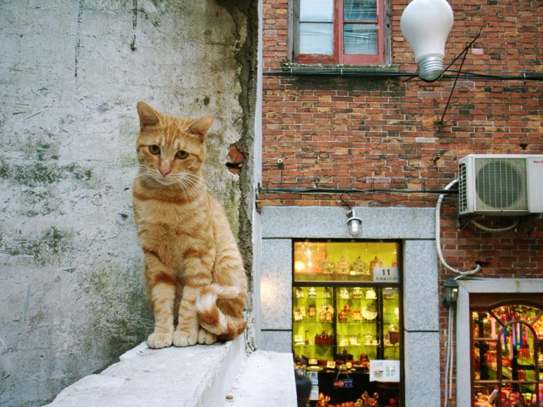 上海の猫も高いところがお好き