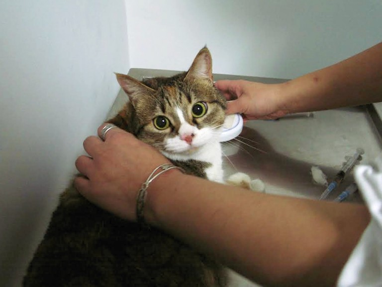 猫、病院へ行く