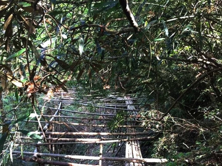 深山訪茶