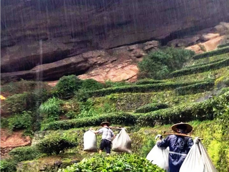 武夷山：岩茶采摘