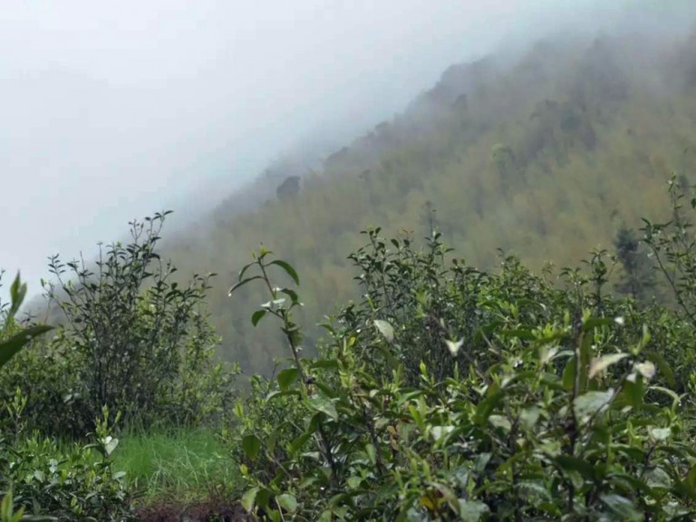 桐木关：古茶道