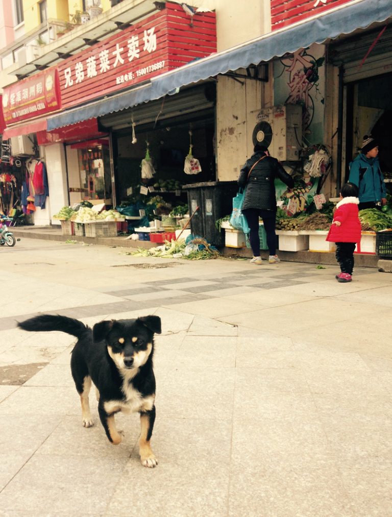 街の招财狗（Zhāo cái gǒu）：招き犬