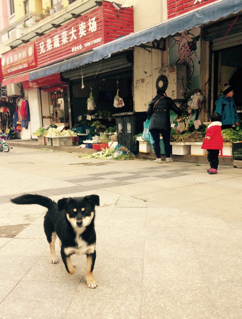 街の招财狗（Zhāo cái gǒu）：招き犬
