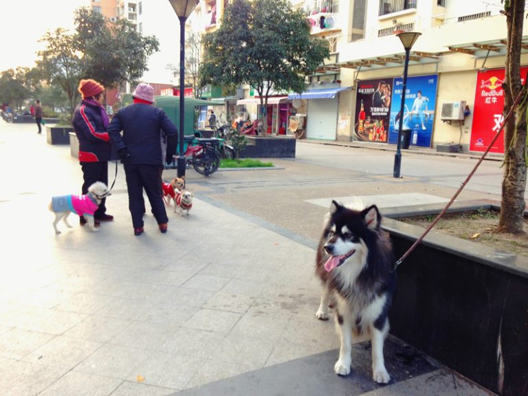犬端会議