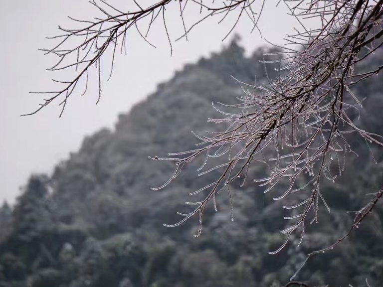 桐木春雪：燕子窠山场