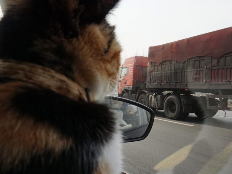 猫兜风（猫ドライブ）：猫三匹を乗せて車で北京から上海・杭州へ