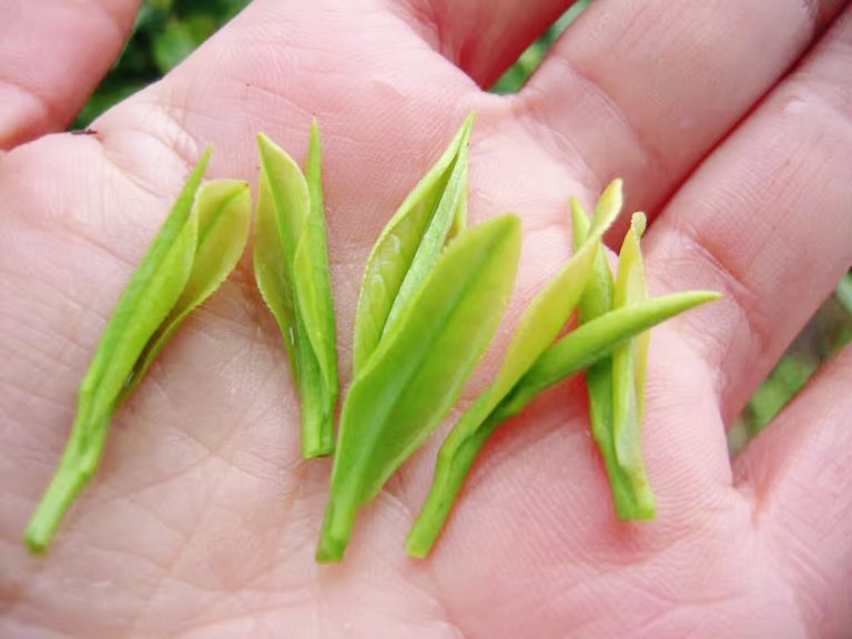 新茶的季节