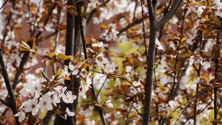 桜前線到来