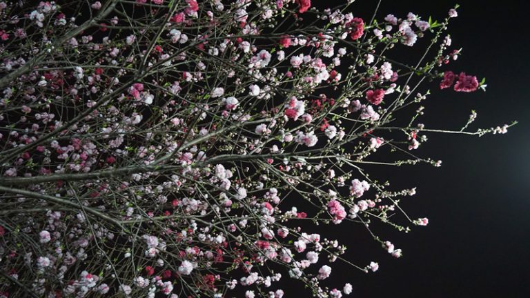 「源平桜」かな