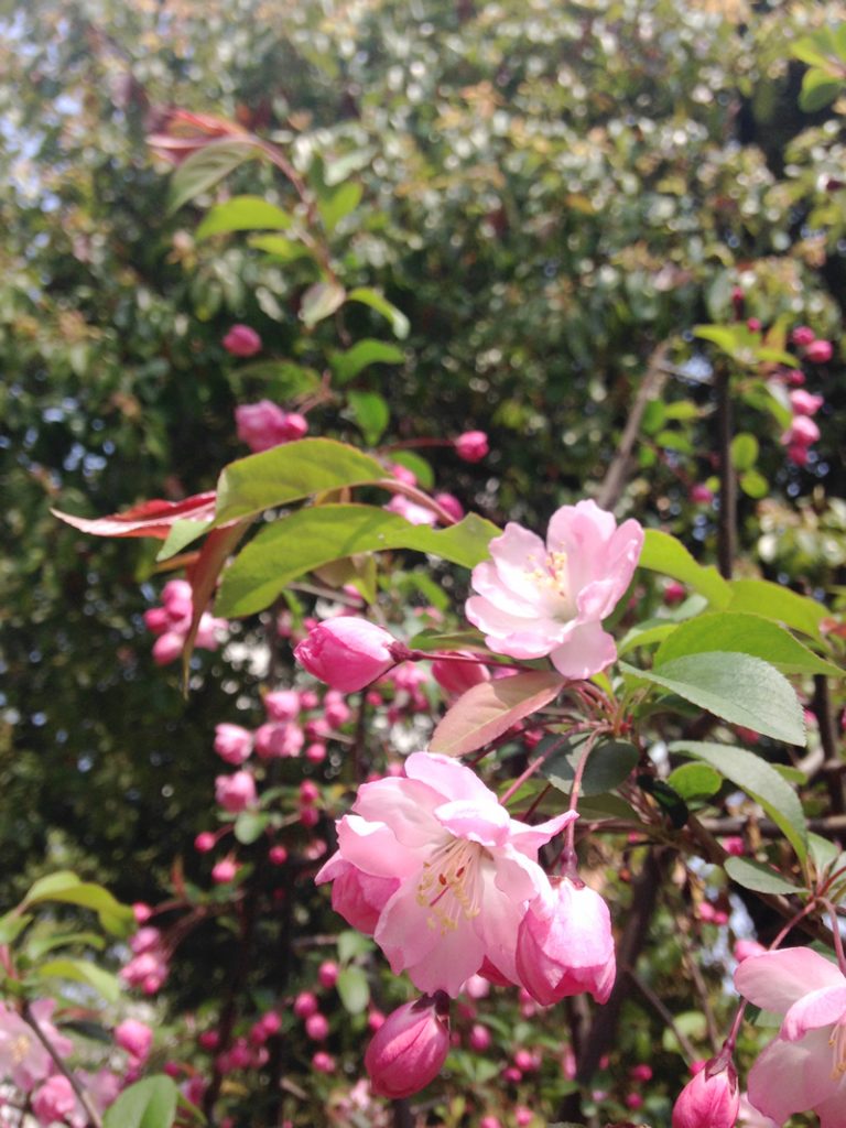 海棠（Hǎitáng）