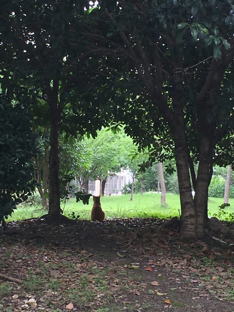 树荫下（Shù yīn xià）的猫