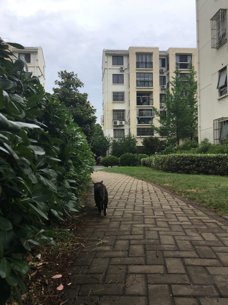 猫の散歩道（Sànbùdào）