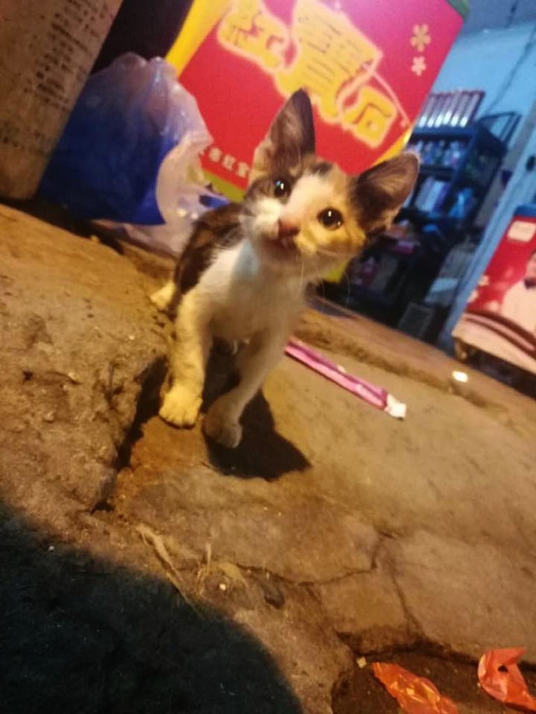 小猫咪（Xiǎo māomī）