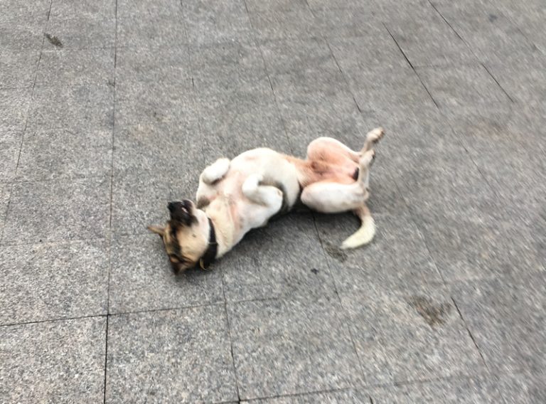 痒死痒死！（Yǎng sǐ yǎng sǐ：かゆーいの！）