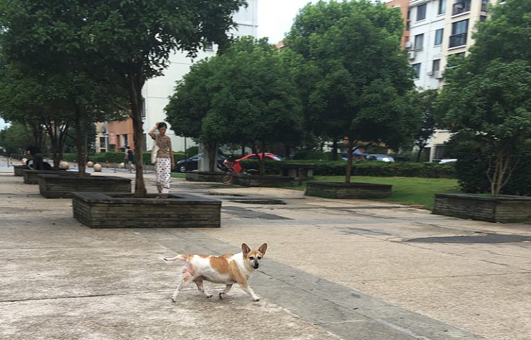 欽ちゃん走り