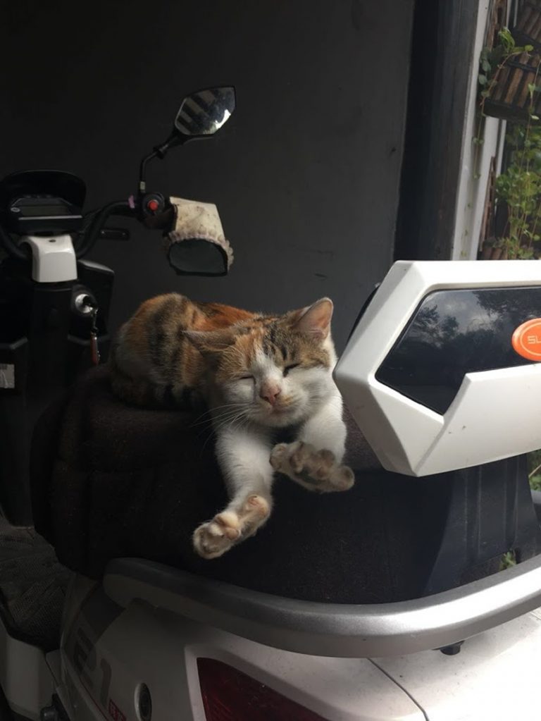 農民画村のお昼寝猫