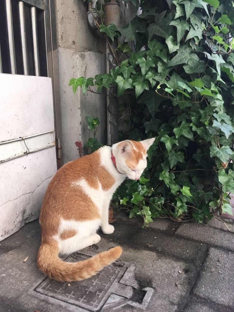 看脚下（Kàn jiǎoxià）