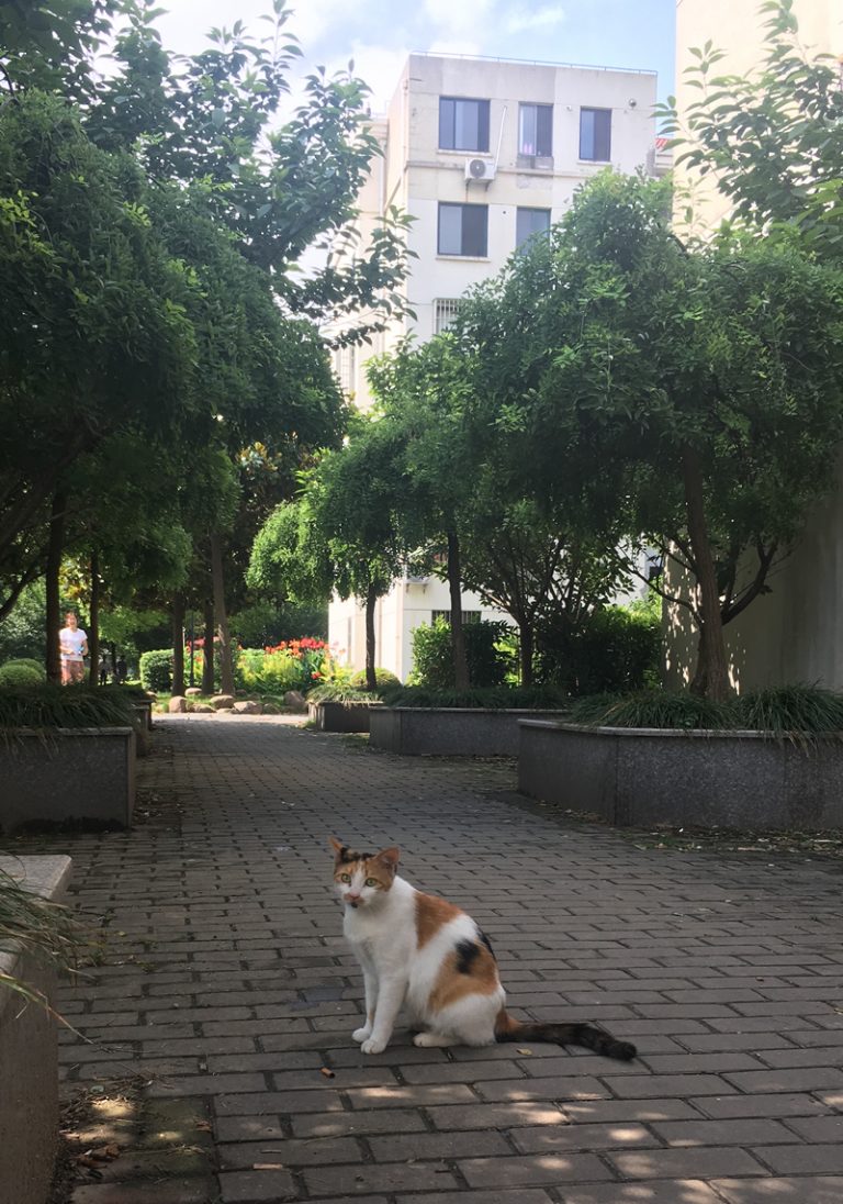 今日の上海猫歩歩
